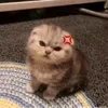 zahra_