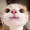chubin_328