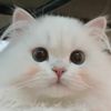 cutepetdaily888
