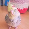 tiny_nabat