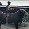 bayufarm6