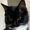 mikaskattfamilien