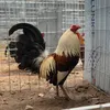 thichnuoigamy