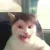 c1utt3rfunk