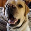 dukiedog3