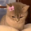 ra.mf8