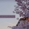 amani.s70