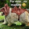 gordiconchas6