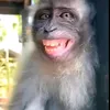 hoangnghia211109