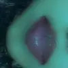 nihaayabebi