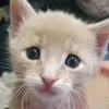 Katzenfamilie