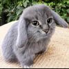 cabbit6741