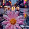 mnora_22