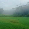 prakoso_81