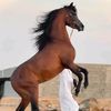 user2231437
