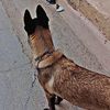 covid_leo_dz