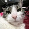 dayna.is.a.cat