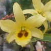 thanhhoalan1