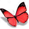 farah.farah2121