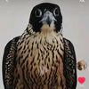art.of.falconary