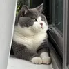 Bốp Bít Meow Meow