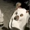 hindik0ngag3ts