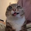 acatwithasniper