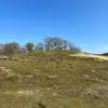 maysabloom