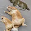 meobungbia