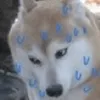 takasheeesh