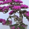 artbonsai8386