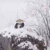 thelordpanda1