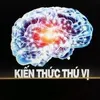 Kiến Thức Thú Vị Official