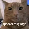 apocosimuybrgaa