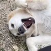 olafthedawg