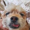 thatdog_reggie