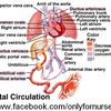 flucloxacilin500mg