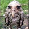 griffon3819