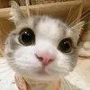 khanhlybabii