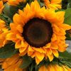 sunflowers7566
