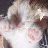 miaww1101