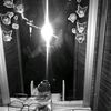 rosalea_081217