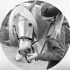 haflinger_uder