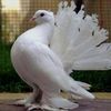 vsrony2