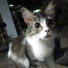 mahesa21_1