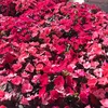 adelaide_papoila