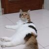 joko.semo