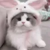 yangcat_234