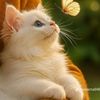 user981180tanju