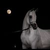 rania_16_5